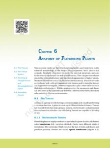 Anatomy of Flowering Plants NCERT PDF